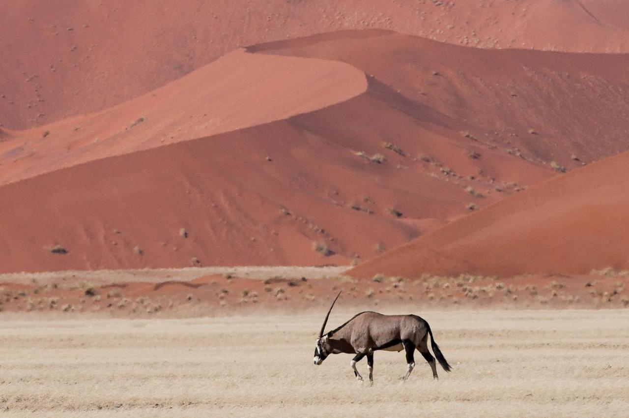 Wilderness Safaris Kulala Desert Lodge Сесрием Екстериор снимка